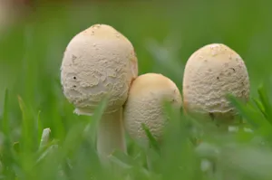草丛蘑菇朵摄影图片_1