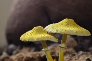 雷诺真菌蘑菇图片第1张