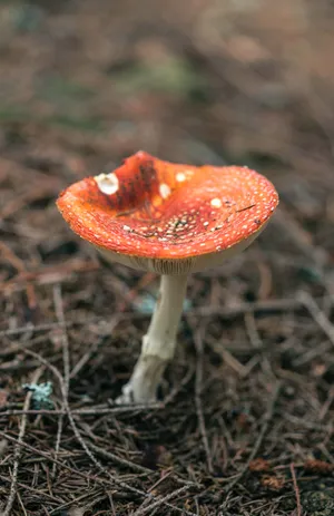 有毒的蘑菇粉木耳图片