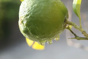 雨后绿色柠檬水果图片_1
