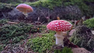 森林自然蘑菇图片_1