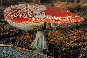 地面飞木耳红蘑菇图片_1