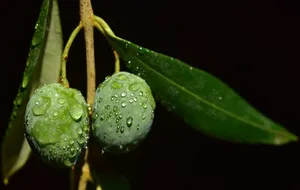 新鲜美味的橄榄图片