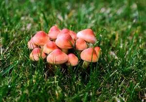 草地伞状小蘑菇图片