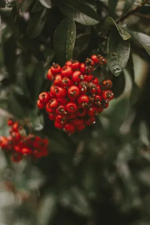 一束红色浆果图片