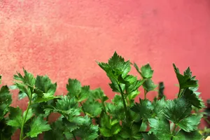 新鲜绿色粗纤维的芹菜图片