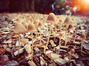 地面小蘑菇唯美图片_1