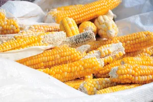 金黄干玉米棒图片_1