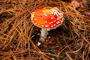 野生飞木耳毒蘑菇图片