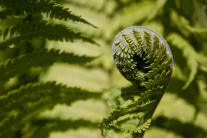 绿色新鲜的蕨菜图片