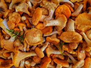 食用营养蘑菇图片_1