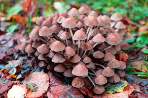 秋季森林小蘑菇图片_1