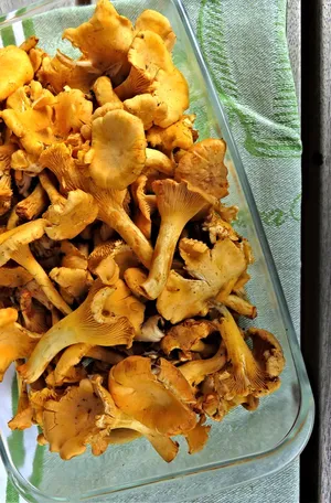黄色食用鸡油菌图片