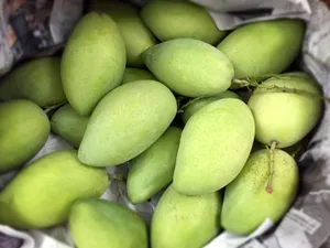 青芒果成熟图片_1