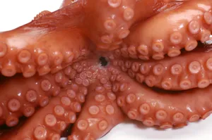 高清章鱼图片第张