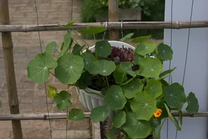 有机蔬菜高清图片第张