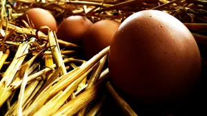 桌子上的鸡蛋高清图片第张