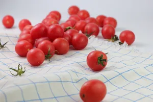 小西红柿高清图片第张