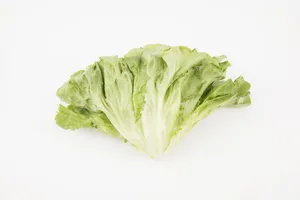 绿色生菜高清图片第张