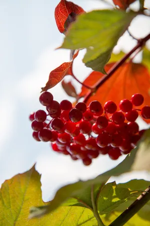 红色浆果高清图片第张