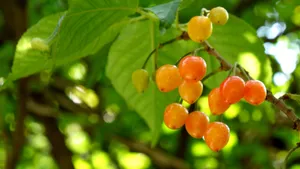 树上的樱桃高清图片第张