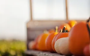 南瓜高清图片第张