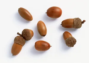 橡子高清图片第张