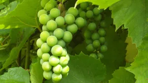 葡萄架上的青葡萄图片第张