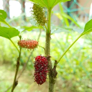 酸甜好吃的桑葚图片第张