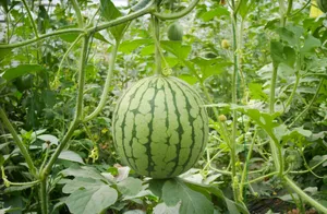 新鲜多汁美味爽口的西瓜图片第张