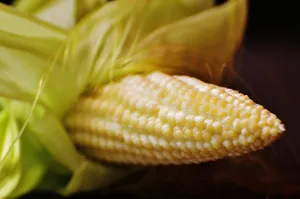 金黄的玉米图片第张