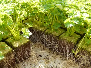 绿色的香菜图片第张