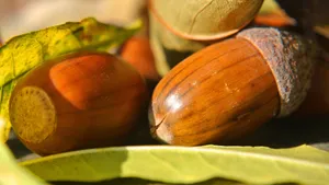 好吃的橡子坚果图片第张