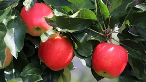 挂在枝头的苹果图片第张