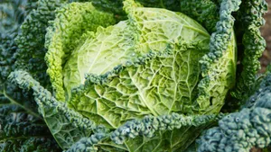 绿色营养的卷心菜图片第张