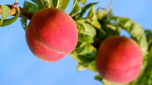 香甜多汁的水蜜桃图片第张