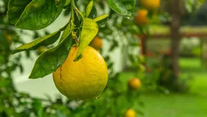 树上成熟的柠檬图片第张