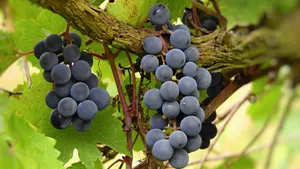 香甜可口好吃的葡萄图片第张