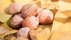 黄色银杏果图片第张