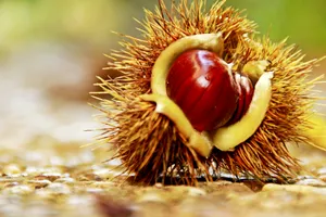 成熟营养清甜好吃的的板栗图片第张