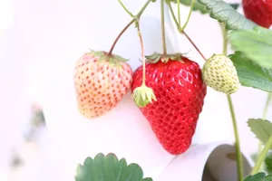 未采摘的草莓图片第张