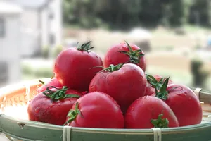 鲜红的番茄图片第张