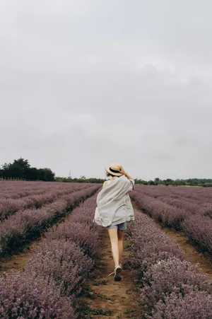紫色薰衣草美女写真图片第1张