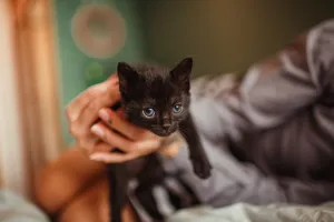 双手抱着黑色小猫图片