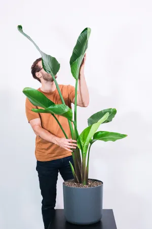 站在盆栽前的男人图片