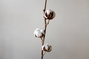 简约棉花背景图片_1