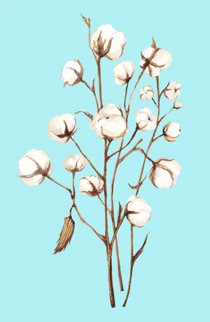 棉花插花背景图片