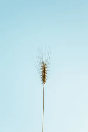小麦穗PPT背景图片