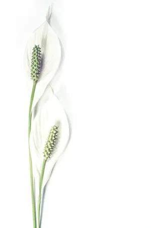 简约空白花卉背景图片_1
