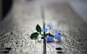 蓝色小花木纹背景素材_1